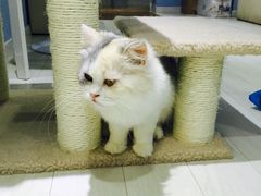 -喵的天空名猫咖啡馆·撸猫·猫舍·用品