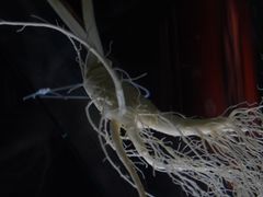 -广东中医药博物馆