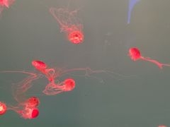 -多彩贵州城极地海洋世界