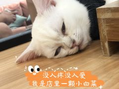-袖虎·猫馆(体育西路店)