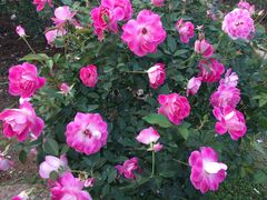 -人民公园(罗湖区)