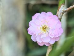 -桃花涧