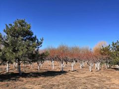 -永定河休闲森林公园