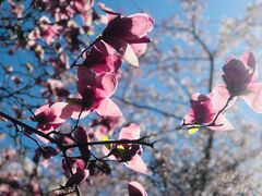 -樱花山风景区