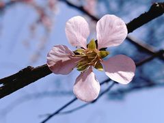 -黑龙江省森林植物园
