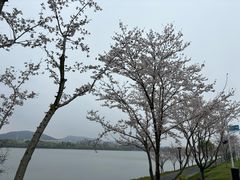 -羊山湖公园