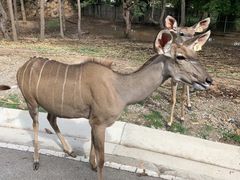 -清迈夜间动物园