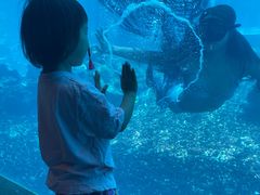 -海棠湾洲际-涛·海底餐厅·美人鱼·自助餐·海底隧道