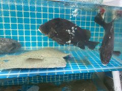 -聚德福海鲜家常菜(刘庄店)