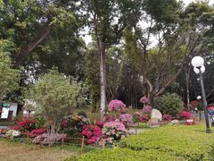 -莲花山公园