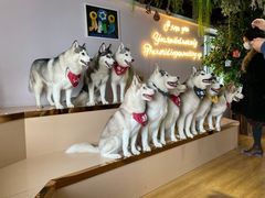 -Husky Go! 哈士奇体验馆·宠物咖啡厅狗咖