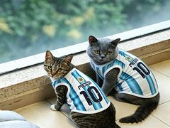 -四月宠物医院·猫专科·心脏专科·内科(转塘店)