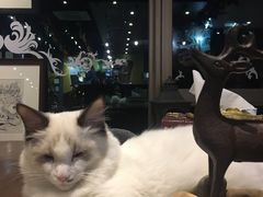 -咖法森林·咖啡  酒吧(天河店)