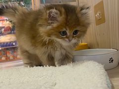 -屋虎猫馆(宝安大仟里店)