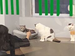 -Cappucimeow猫咪咖啡馆(韦伯时代店)