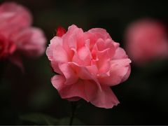 -长洲岛