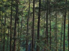 -重庆睡佛山森林公园