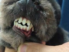 -小叮当动物医院·骨科·眼科