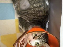 -瑞派康怡24h宠物医院·犬猫医疗中心·微创绝育(瑞景分院)