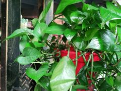 -管氏翅吧(广渠门店)