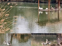 -溱湖国家湿地公园