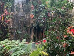 -正佳雨林生态植物园