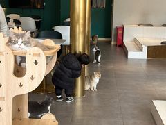 -飞行喵MR PILOT|猫舍·猫咖(静安大融城店)