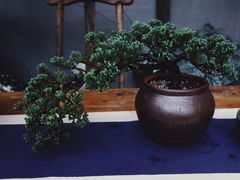 -三圣花乡旅游区