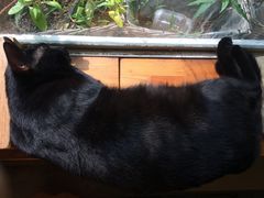 -海边的猫和咖啡馆