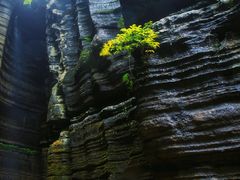 -梭布垭石林景区