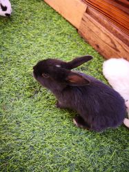 -萌宠亲子动物乐园(槐房万达店)