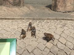 -哈尔滨北方森林动物园