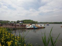 景点-杭州湾海上花田景区