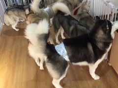 -Husky Go! 哈士奇体验馆·宠物咖啡厅狗咖