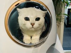 -东方名猫馆·英短金渐层布偶猫舍(环线广场1号楼店)