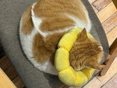 -猫的天空之城概念书店(苏州平江店)