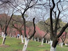 -南山植物园
