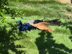 -西霞口神雕山野生动物世界