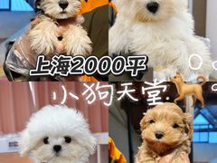 -翊宠yipet猫狗购宠庄园犬舍•猫舍