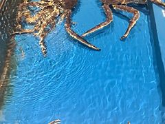 -蟹将军·松叶蟹和牛日料放题自助(K11店)