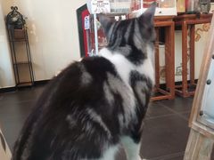 -猫小院猫主题餐厅(南锣旗舰店)
