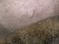 -创凡宠物医院·骨专科  猫科中心(西乡分院)