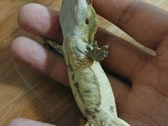 -美联众合动物医院·24h转诊中心