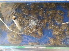 -阳澄湖大闸蟹·琼灵阁牌品牌连锁(吴中总店)