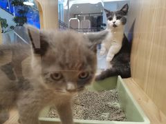 -屋虎猫馆(宝安大仟里店)