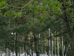 -朝阳公园