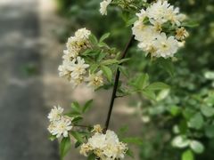 -大塘金香草谷