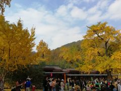-千年银杏谷文化旅游区