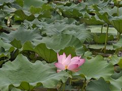 -蠡湖大桥公园