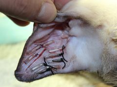 -中农大我爱我爱24h动物医院·中医针灸·猫专科·骨科医疗中心(双井店)